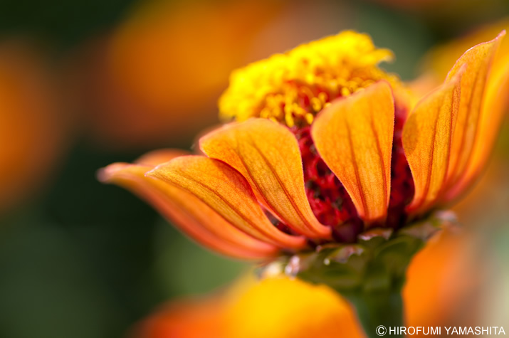 花びら、にゅう～～～～ん。