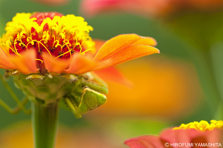 逆さま蟷螂、こちらを覗く。