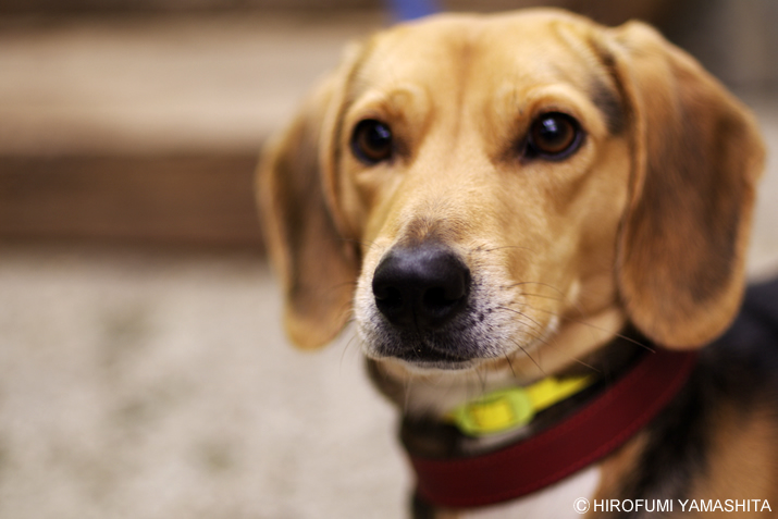 一点を見つめるビーグル犬ルート。