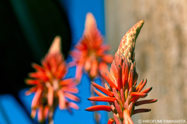 アロエの花、ニョキニョキニョキ～♪
