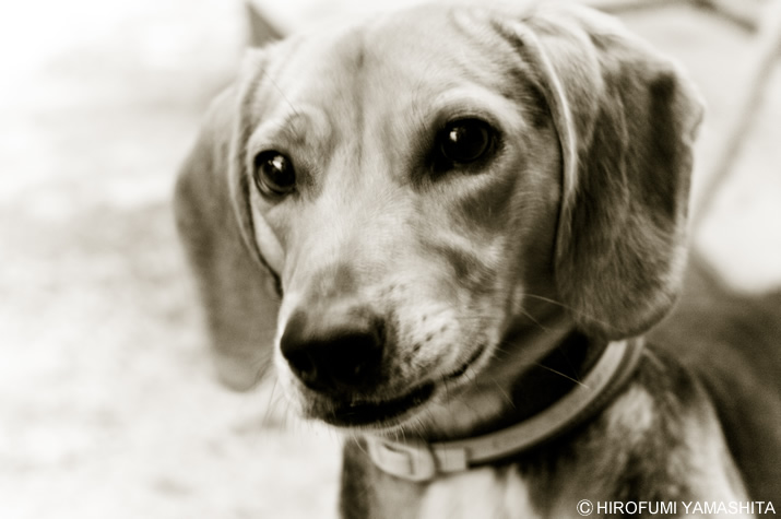 落ち着きのないビーグル犬、ルート。