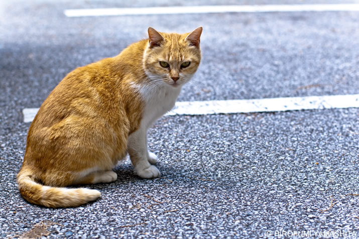 そして時々、猫に癒される。
