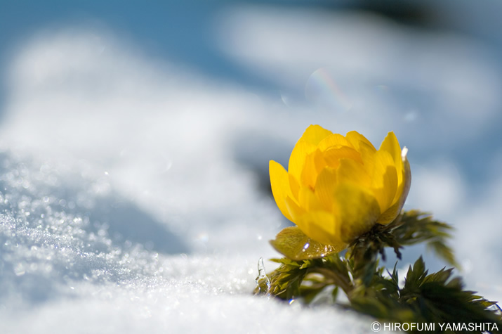 雪景色と福寿草