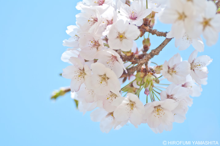 桜の花、春日和。