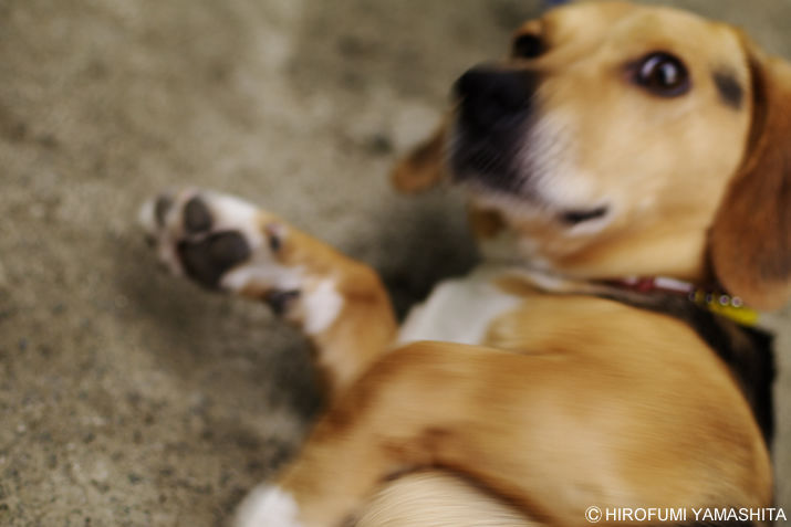 シーン：殺人鬼に追われる途中、こけて振り返る。