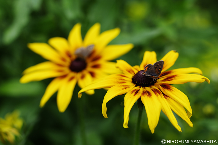 蝶々と仲良しこよし♪黄色いアイツ。