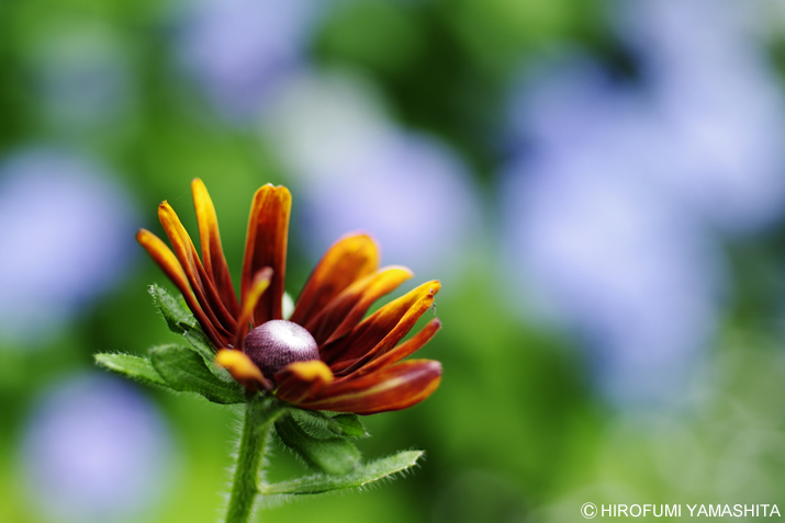 ルドベキアとその奥に咲く花は・・・