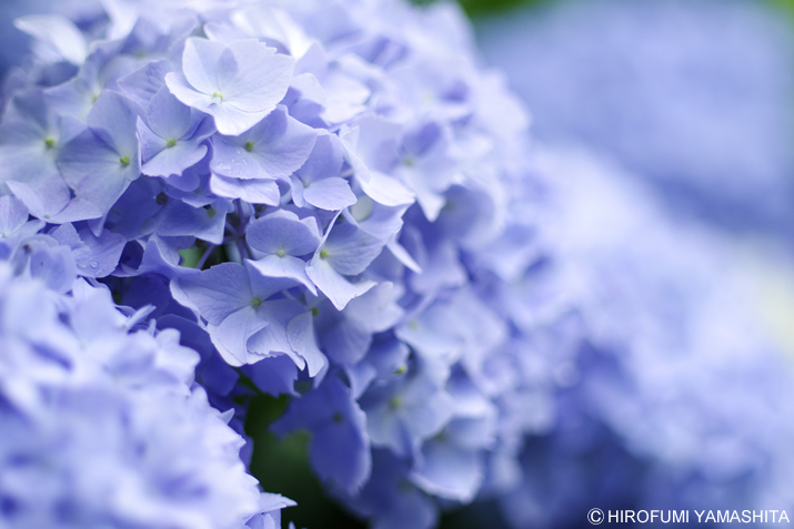 梅雨の代名詞『紫陽花（アジサイ）』