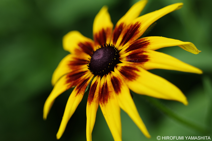 この季節に咲く黄色いアイツ。