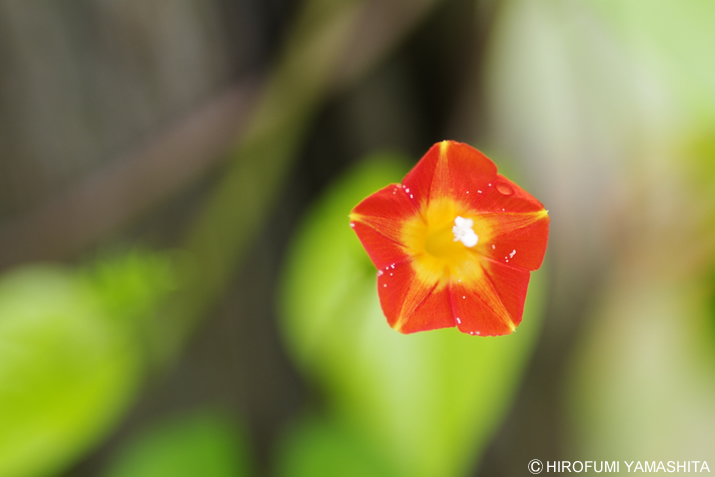 蔦から朱色の花