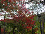 CIMG0976.JPG