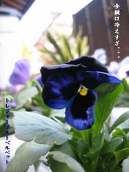 91a7d904jpeg