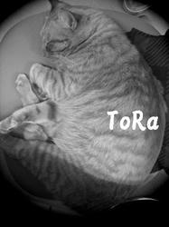toraninnpu01.jpg