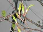 nanakamado070414c_u1.jpg