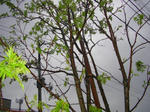 4nanakamado070421b_u1.jpg