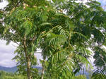 4nemu070722c_u1.jpg