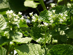 P3180489a.jpg