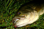 IMG_2753.JPG