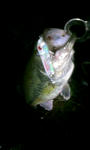 topwater.JPG