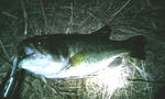 image3478631.jpg