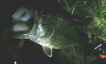image7835482.jpg