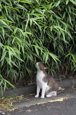 笹と猫