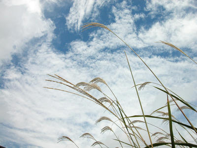 秋の空