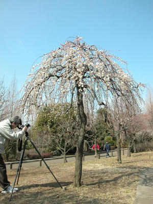 相模原北公園の梅