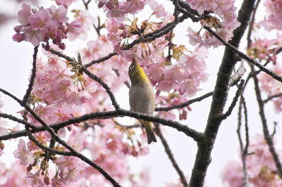 河津桜