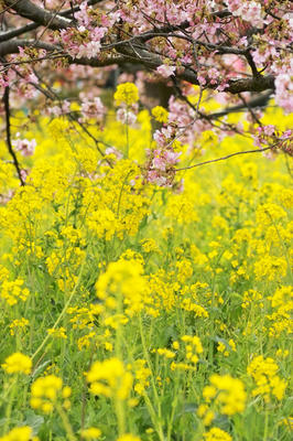 河津桜