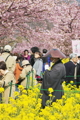 河津桜