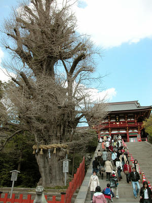 鶴岡八幡宮の大銀杏