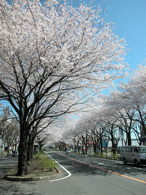 相模原の桜