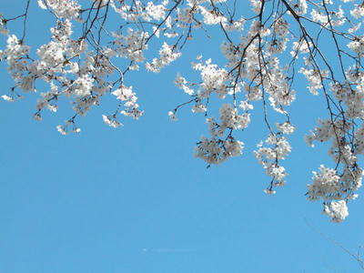相模原の桜