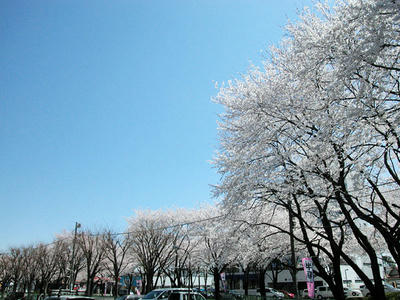 相模原の桜