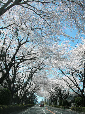 相模原の桜