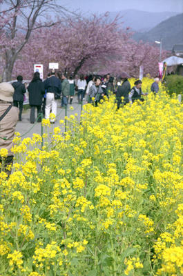 河津桜