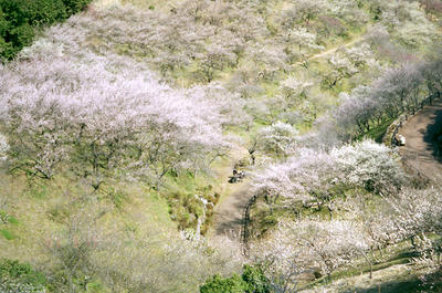 吉野梅郷