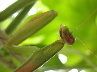 カマキリ