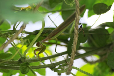 カマキリ