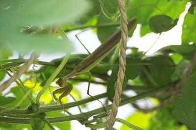 カマキリ
