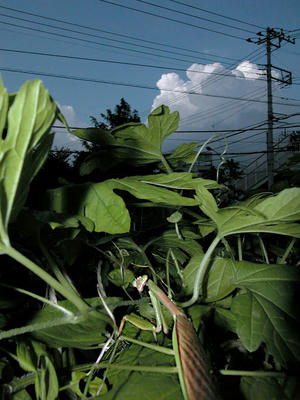 カマキリと入道雲