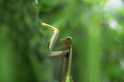 ゴーヤとオオカマキリ