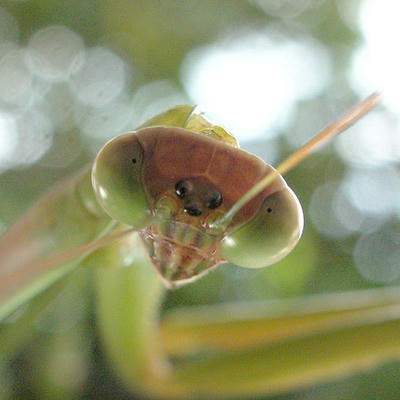 オオカマキリの単眼