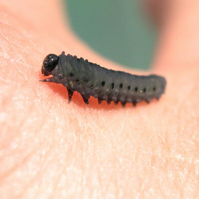 セグロカブラハバチの幼虫