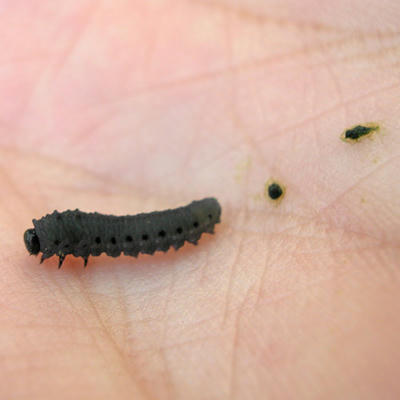 セグロカブラハバチの幼虫