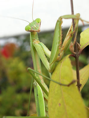 子持ちのオオカマキリ