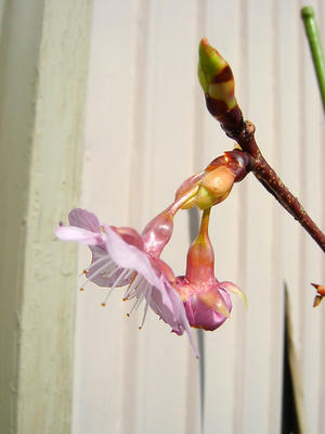 河津桜