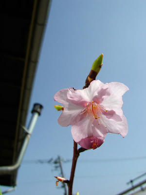河津桜