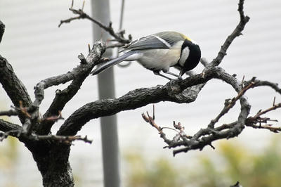 シジュウカラ